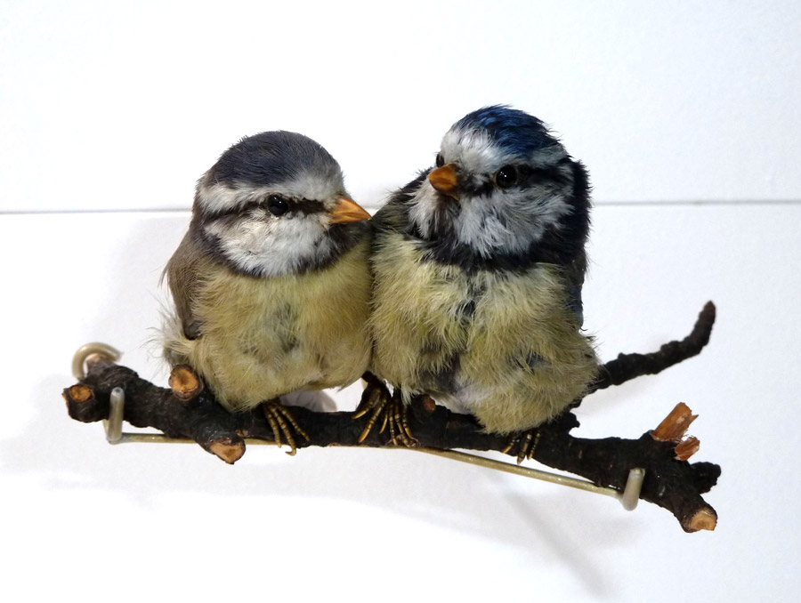 Two taxidermy bluetites