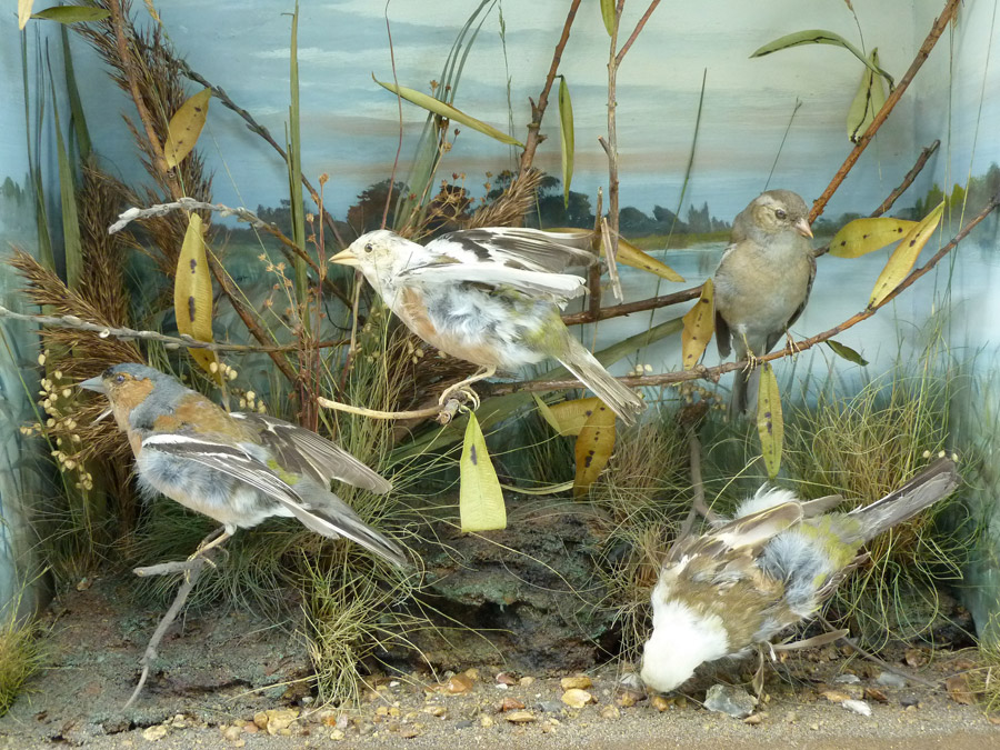 A group of taxidermy chaffinches