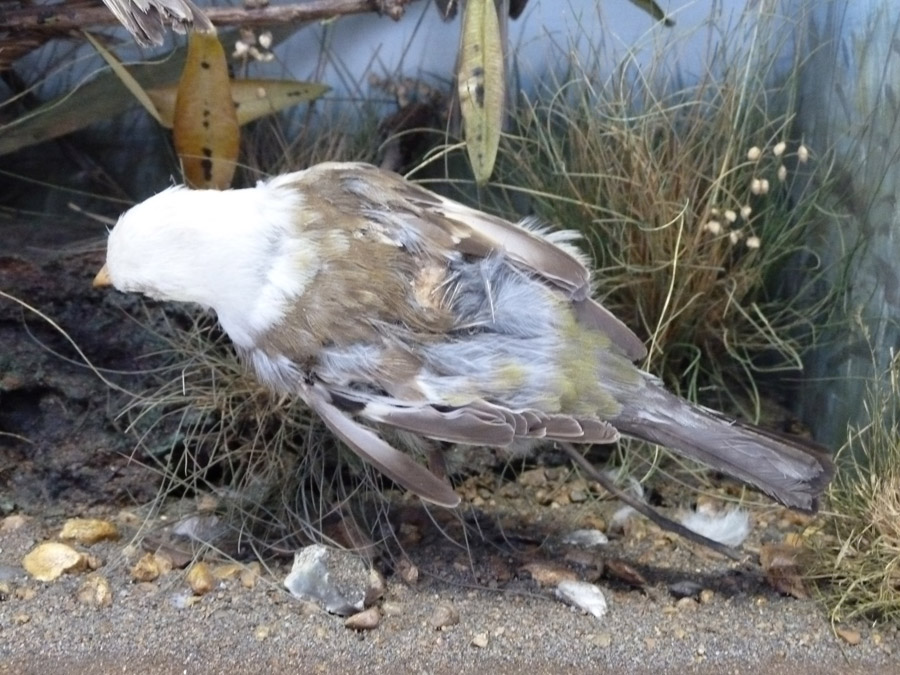 The back of a taxidermy chaffinch