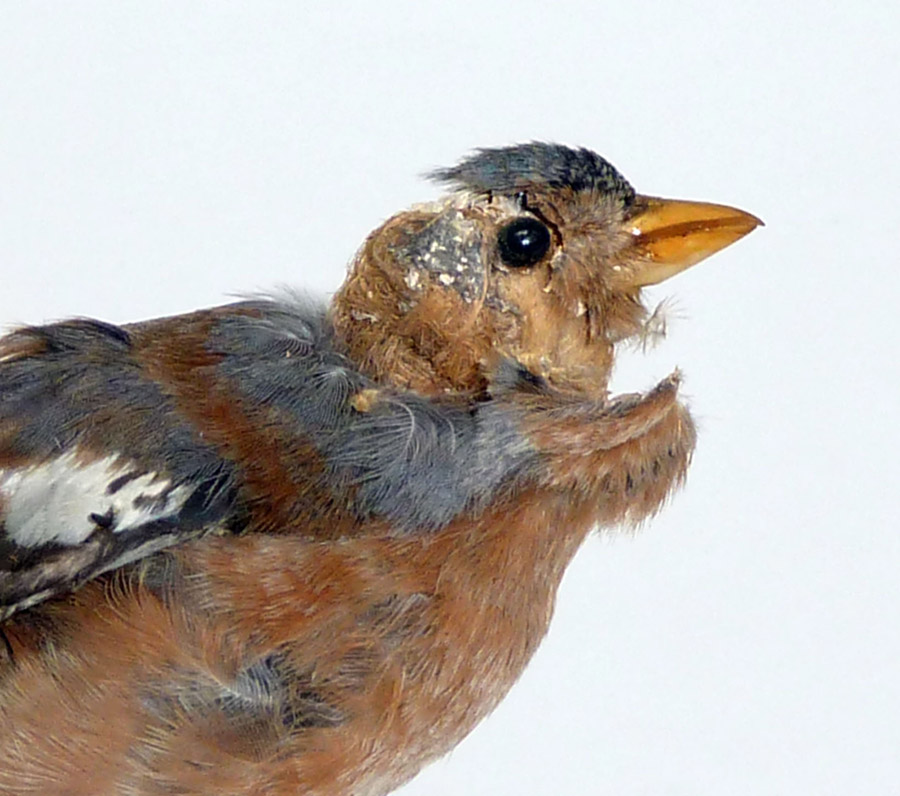 A damaged taxidermy chaffinch