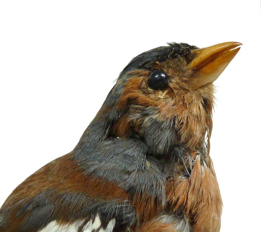 Chaffinch taxidermy