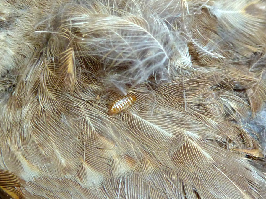 Insect cases in taxidermy feathers