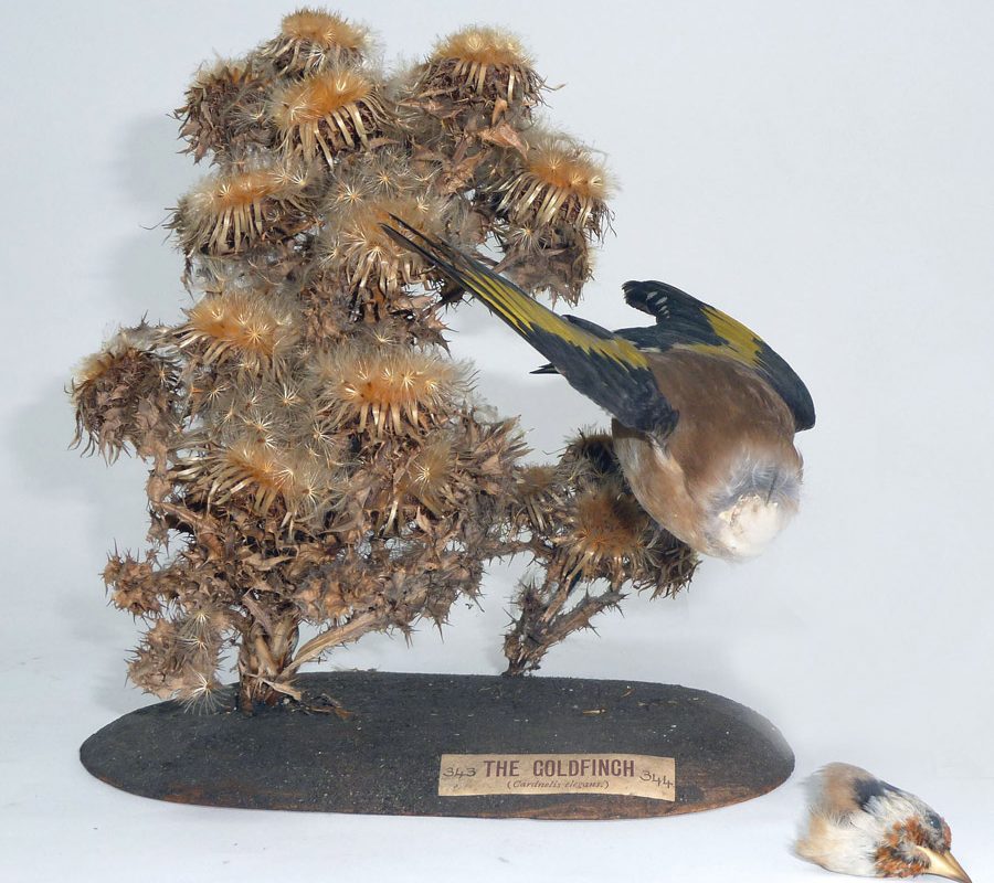 Taxidermy goldfinch missing a head