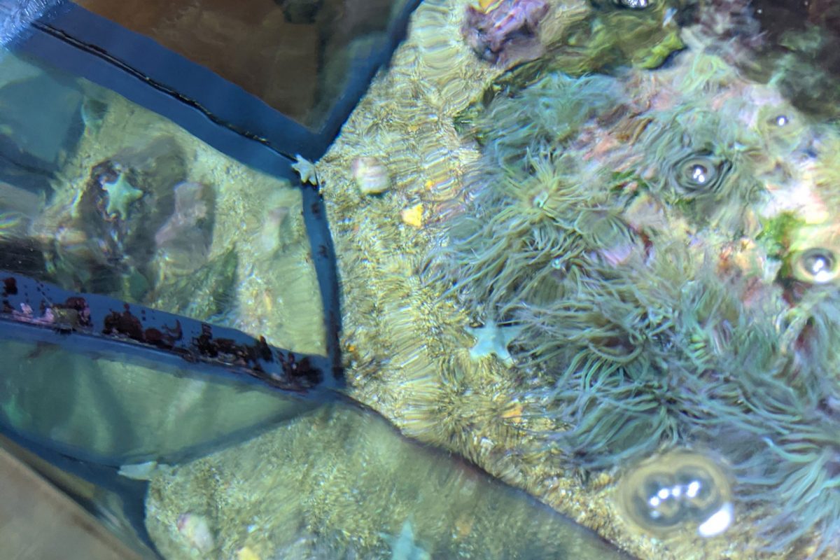 A tank in the Horniman Aquarium