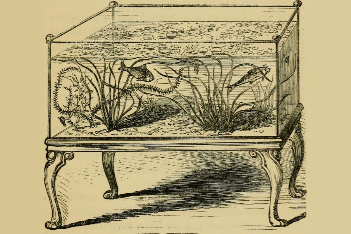 An illustration of an aquarium tank