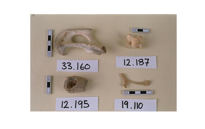 Various bones that are used as charms on a brown background.