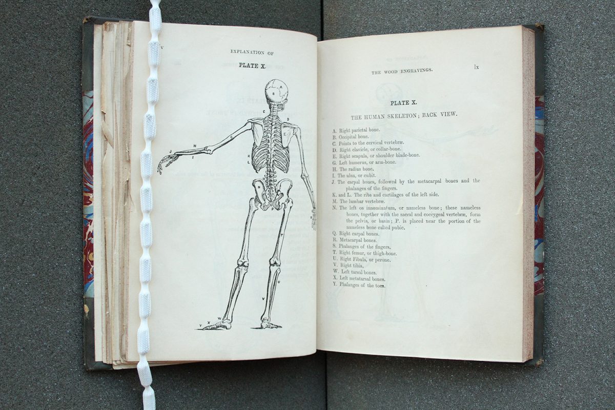 Illustration of skeleton in open book