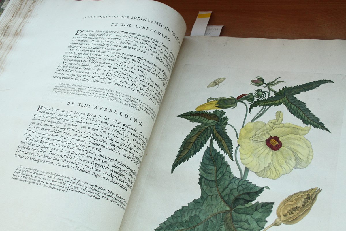 Open book with illustration of yellow flower