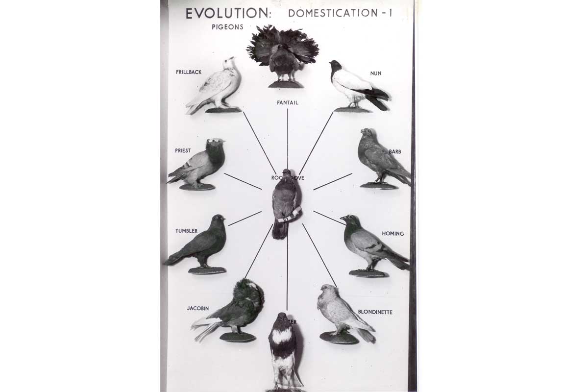 Display of taxidermied pigeons showing how they are related