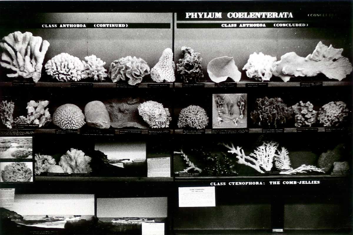 Display case featuring corals