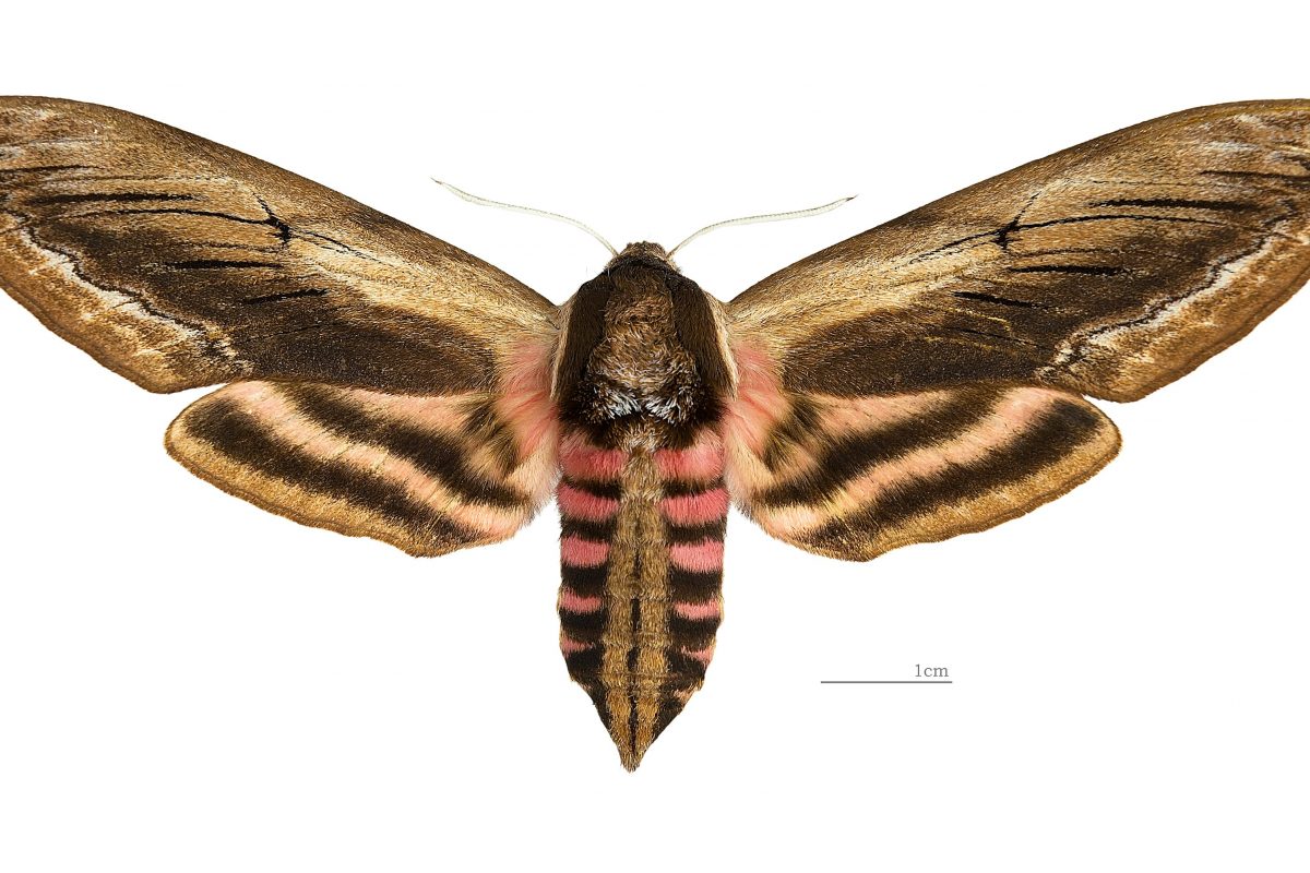 Sphinx ligustri, Brown moth with a pink and black strriped centre and brown wings on white background