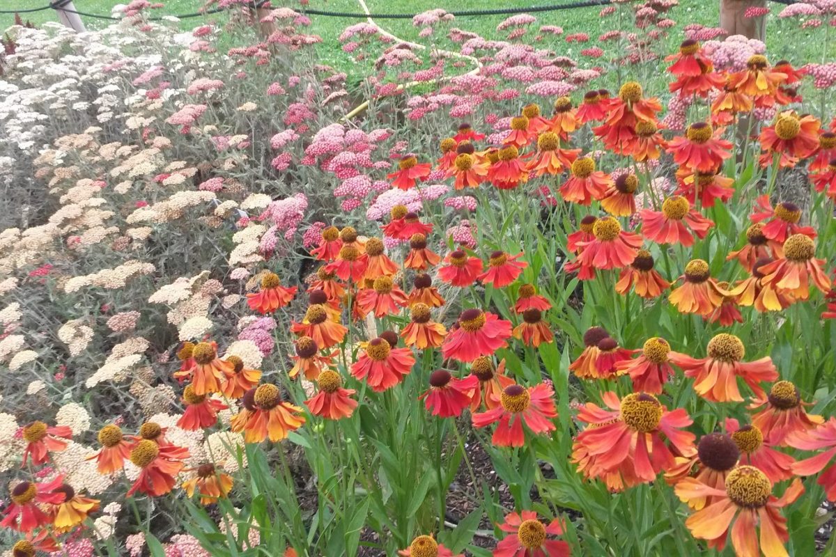 clusters of red, pink and white headed flowers