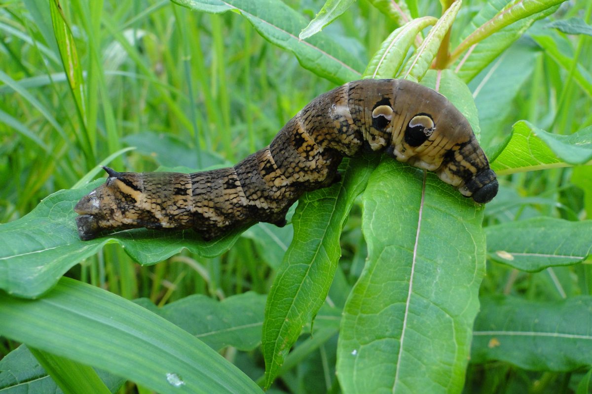 Brown dotted caterpillar going across green leaves.