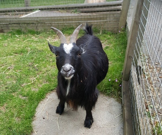 Gizmo standing in grass