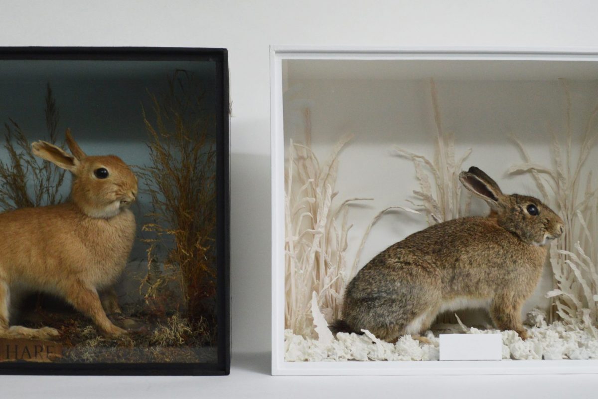 Taxidermy rabbits dioramas - in one the rabbit is in grass, and the other a copy but all of the background materials white