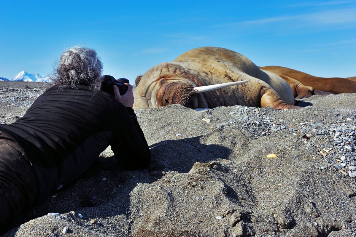 Woman taking photograph of a walrus laying down.