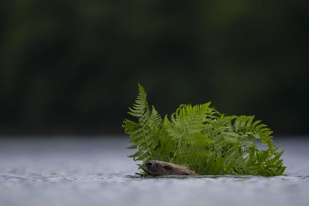 leaves and small animal on floor. background is black