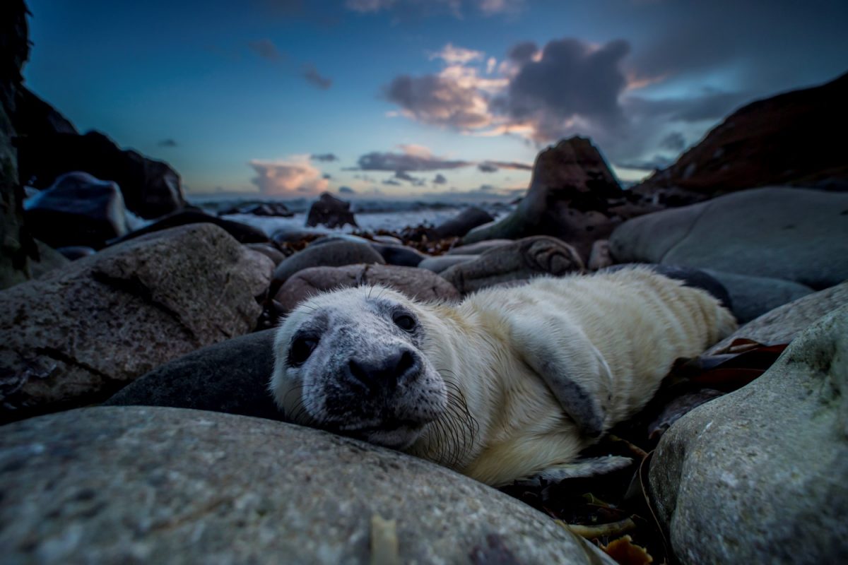 Seals laying on rocks as sky is nearly set