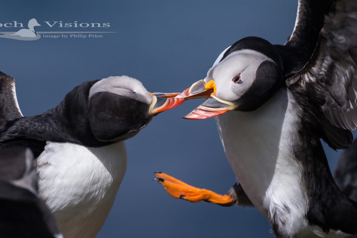 Two puffins fighting.