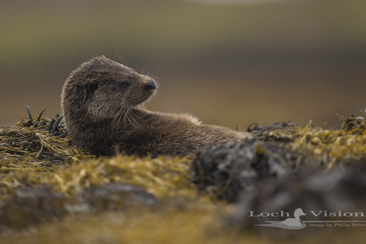 otter laying down with head up.