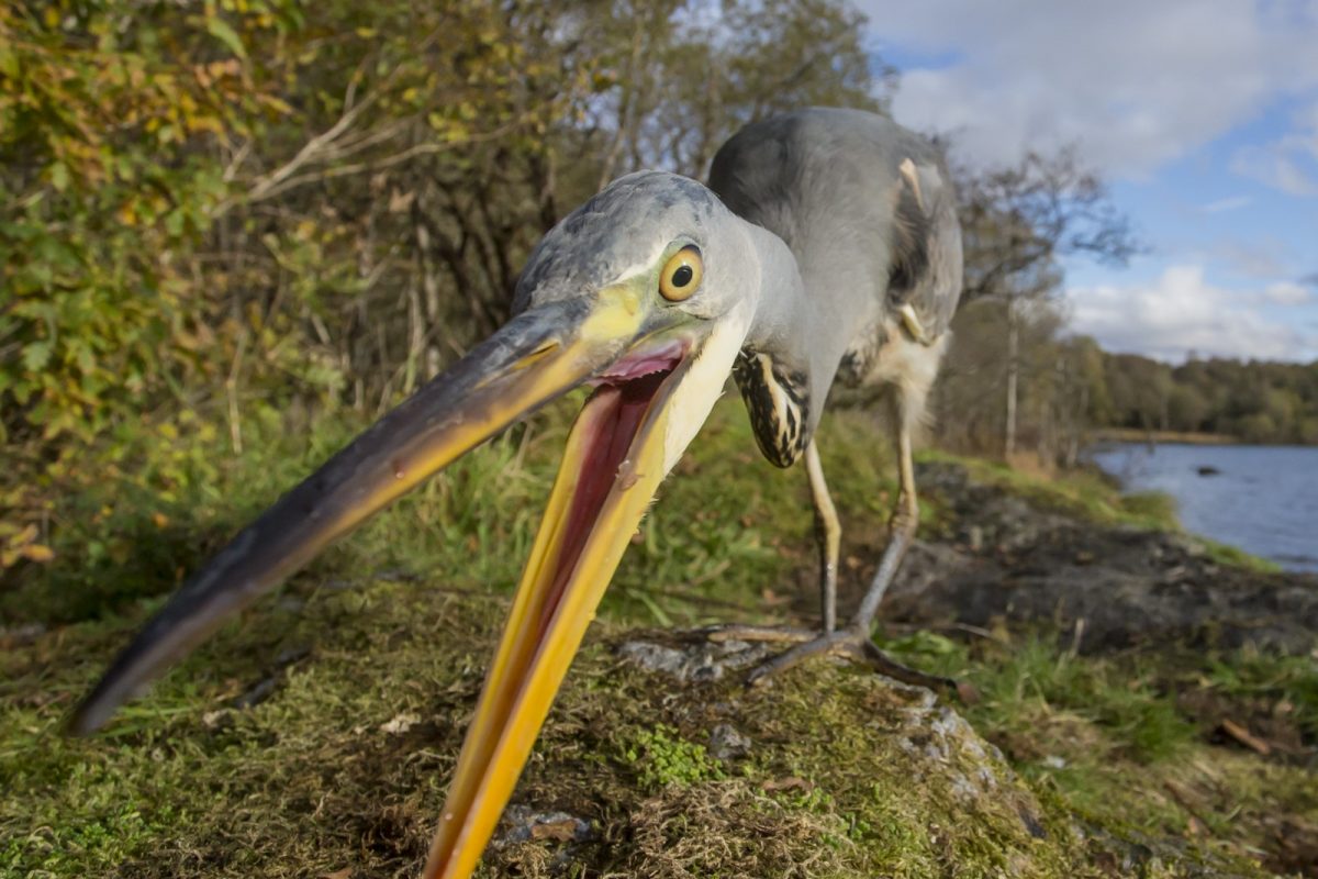 bird with long beak in camera