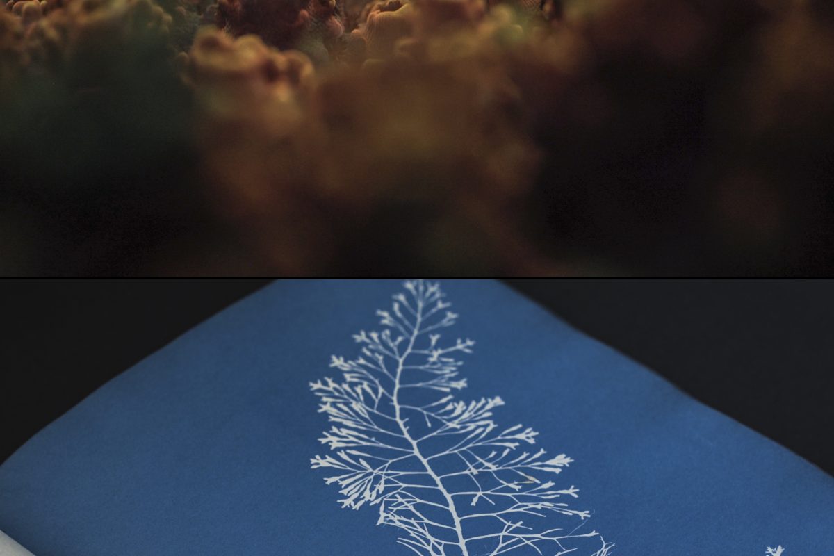 Close up of corals and of cyanotype book