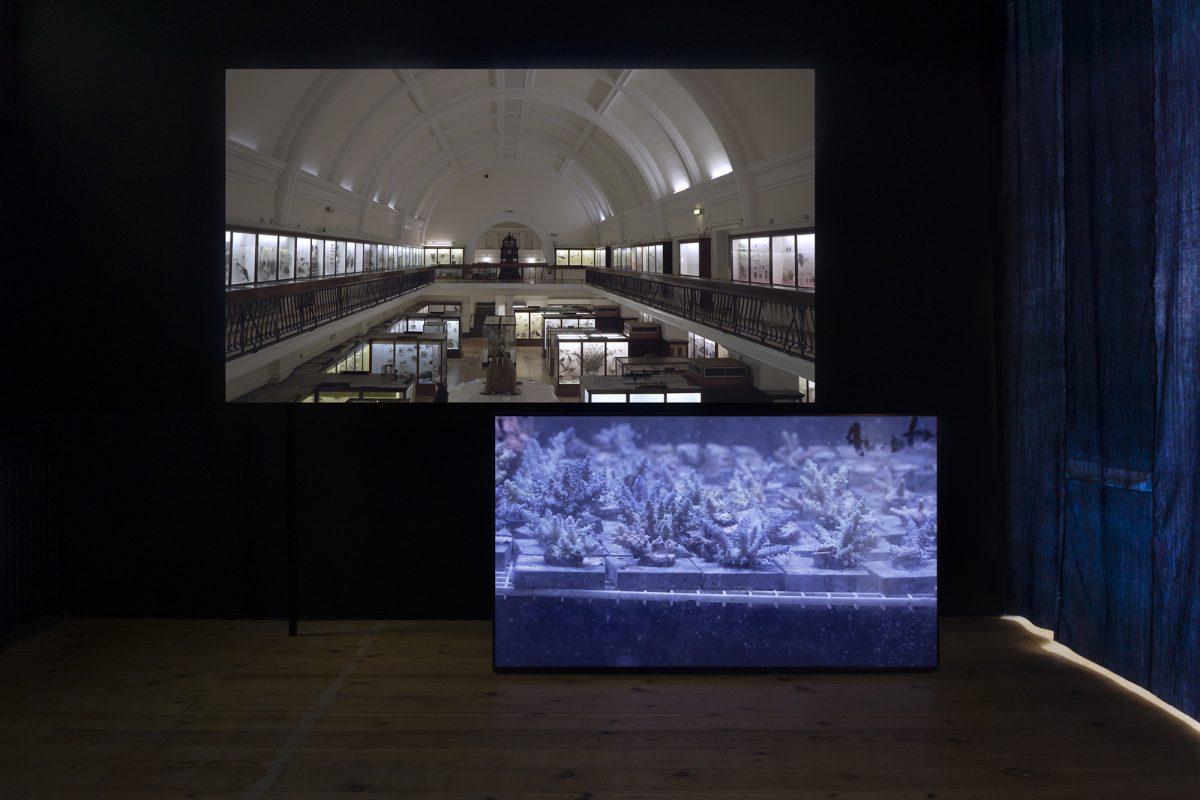 two screens, one displaying the Museum, the other coral