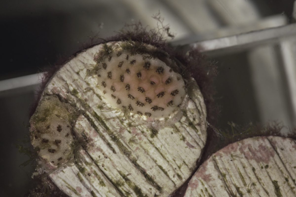 Small coral devloping on disk