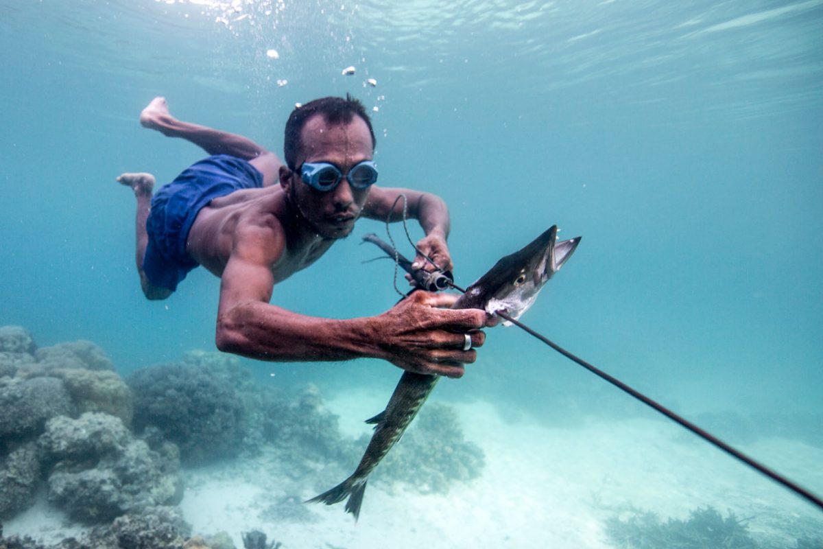 Man in sea harpooning a fish