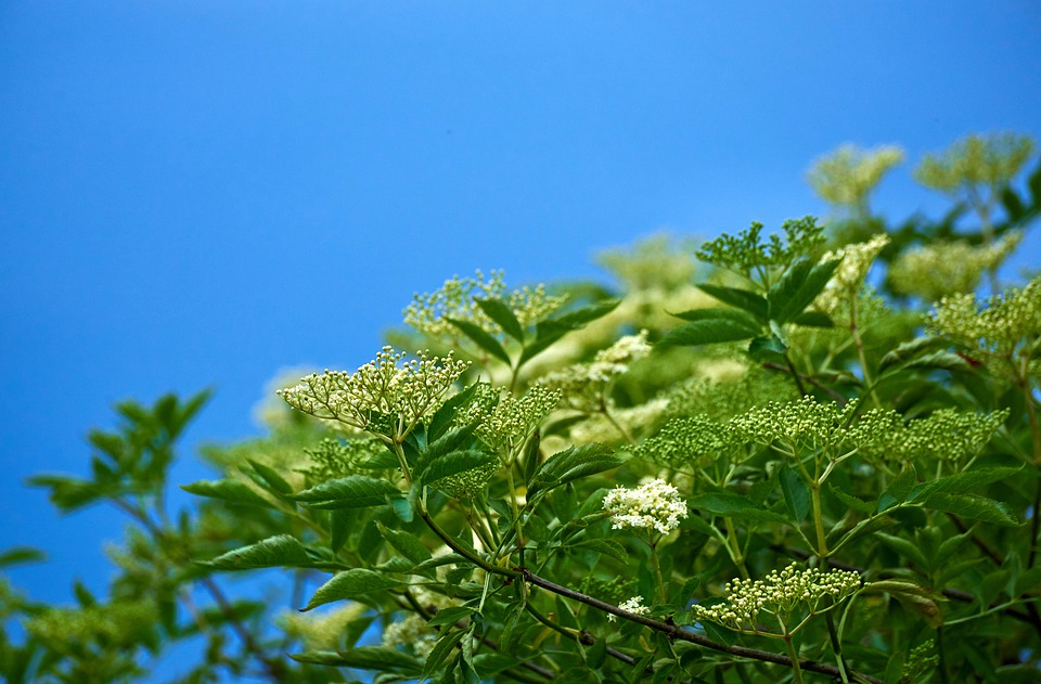 Elder flowers