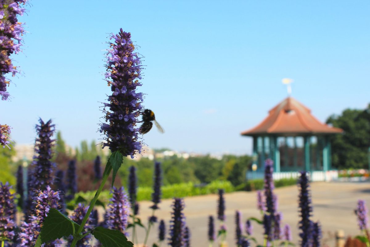 A bee on purple flowers by the bandstand