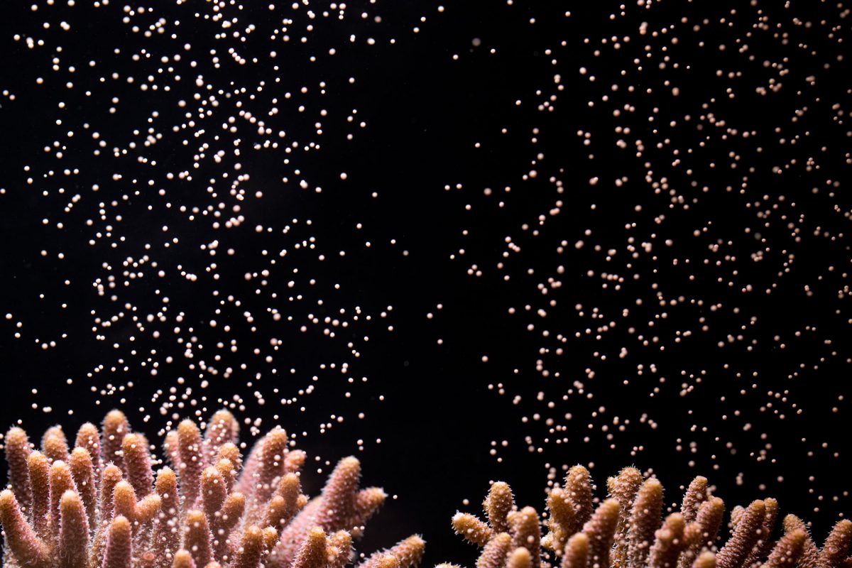 Two clumps of spiny pink corals against a black background. There are hundred or tiny pink circular eggs being released from them and floating upward