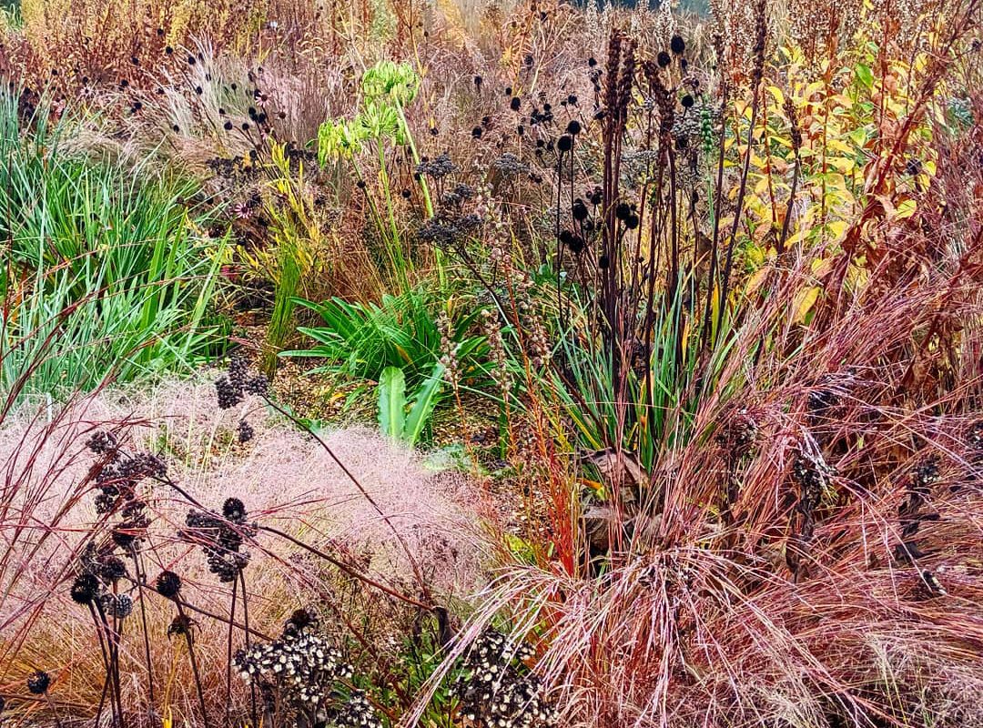 Different grasses and seedheads in autumn