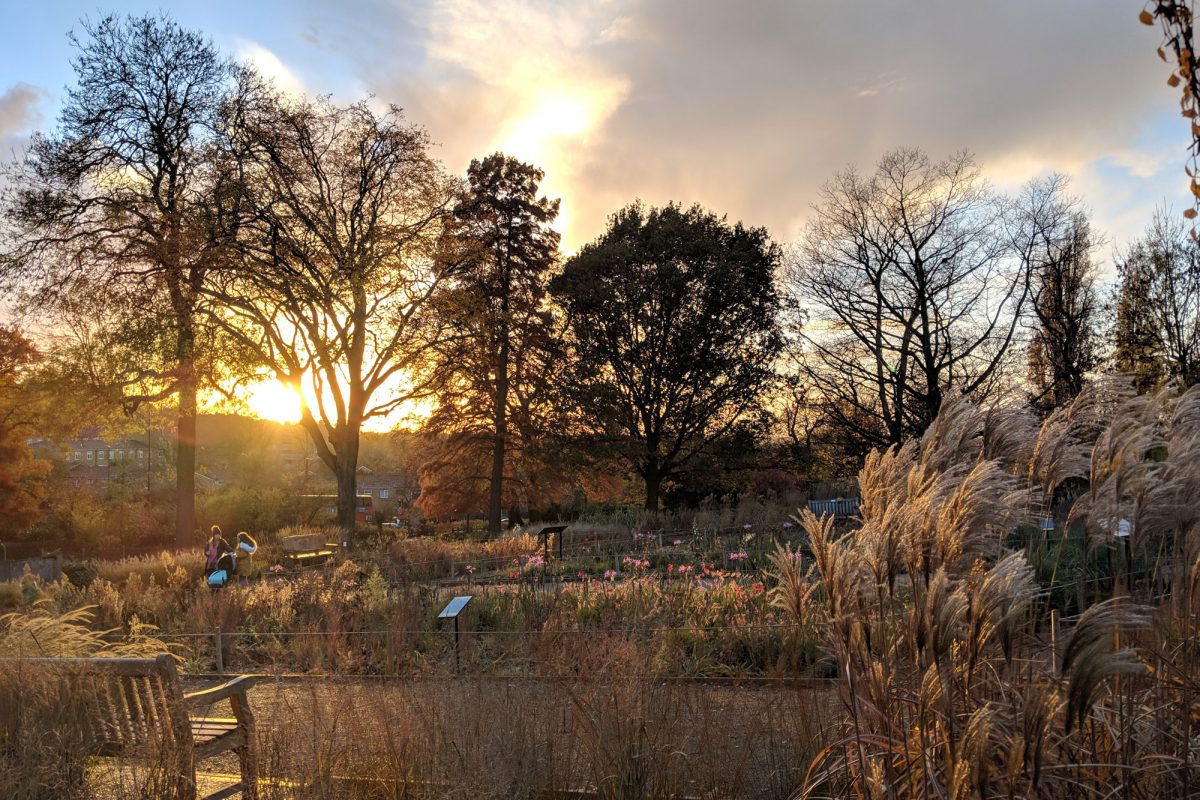 The sun sets over the grasslands garden