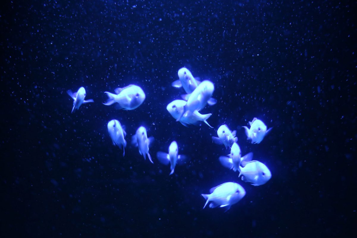 A school of small white fish