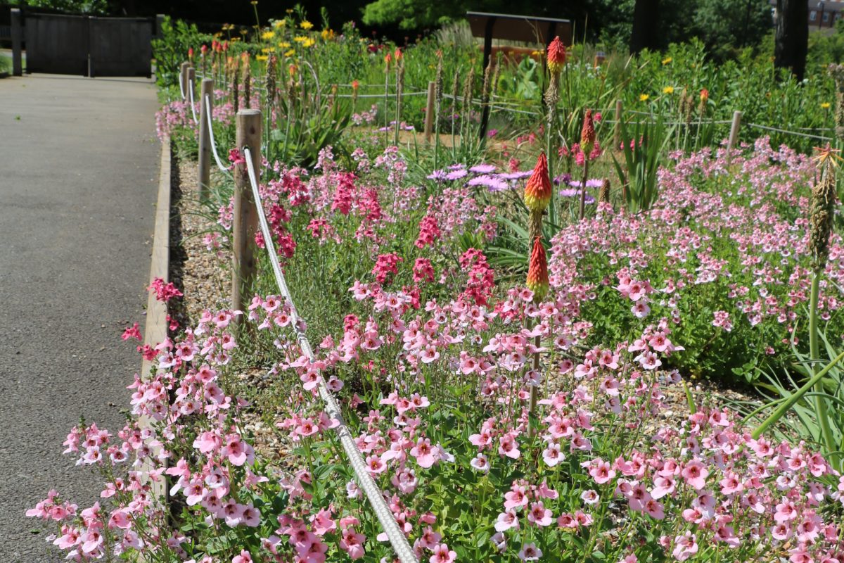 The Grasslands Garden in bloom