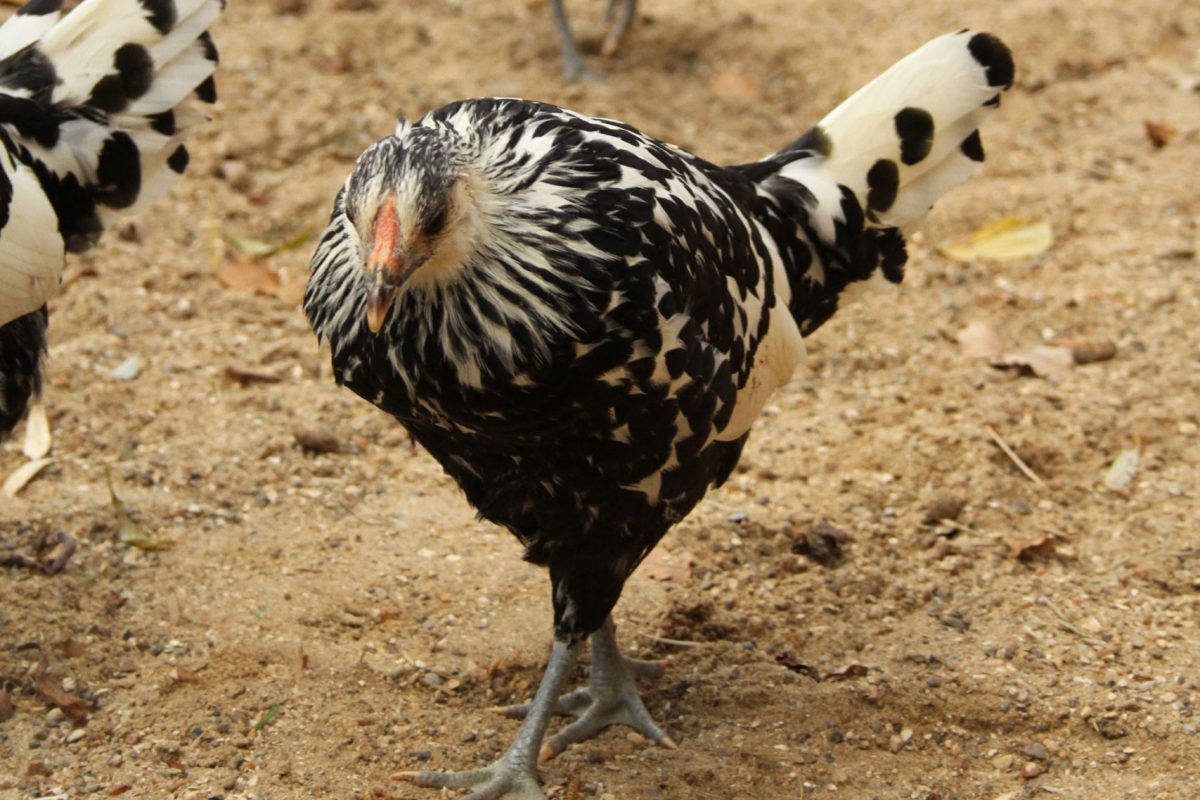 Chickens in the animal walk