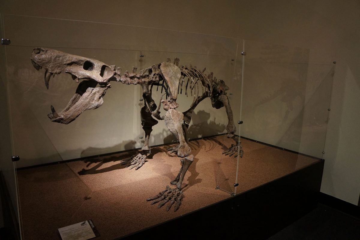 A skeleton of a synapsid