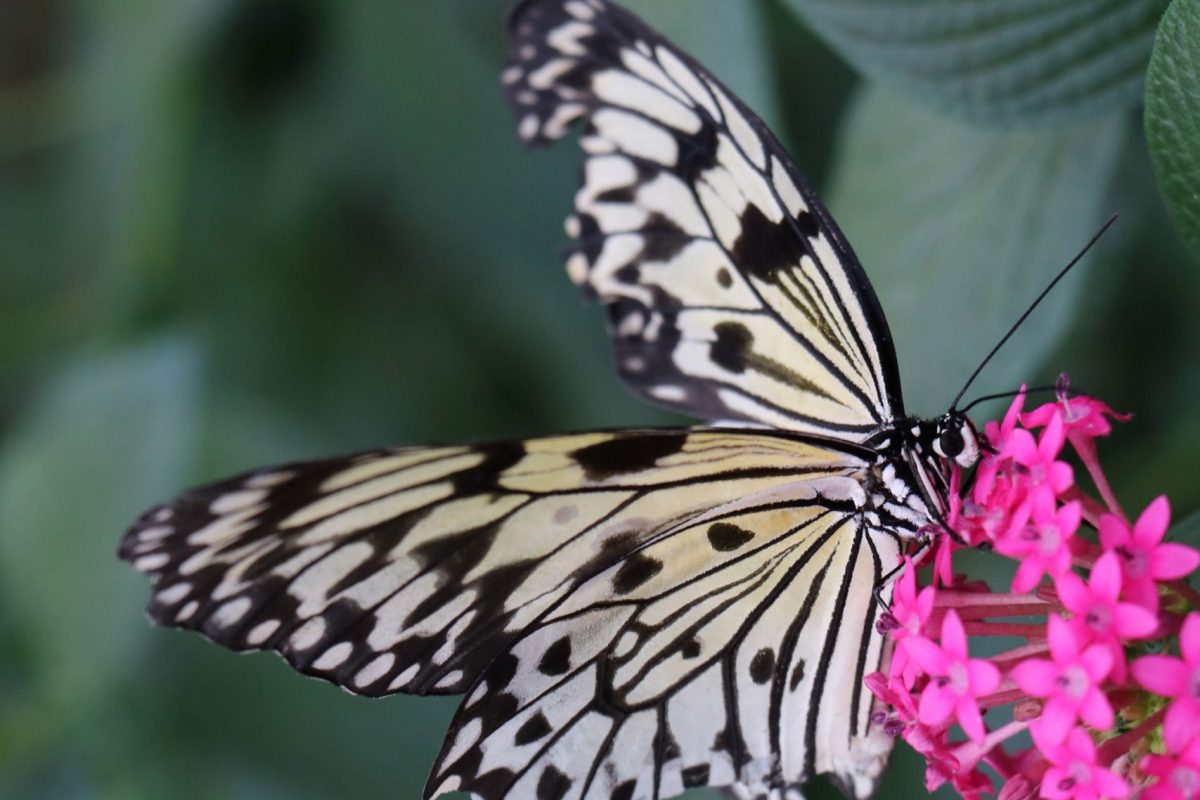 Black and white butterfly