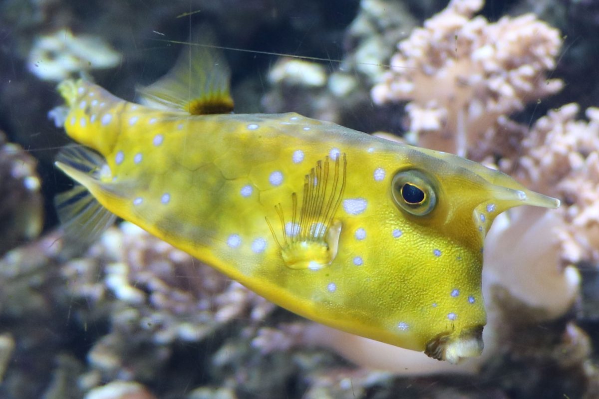 A yellow box fish