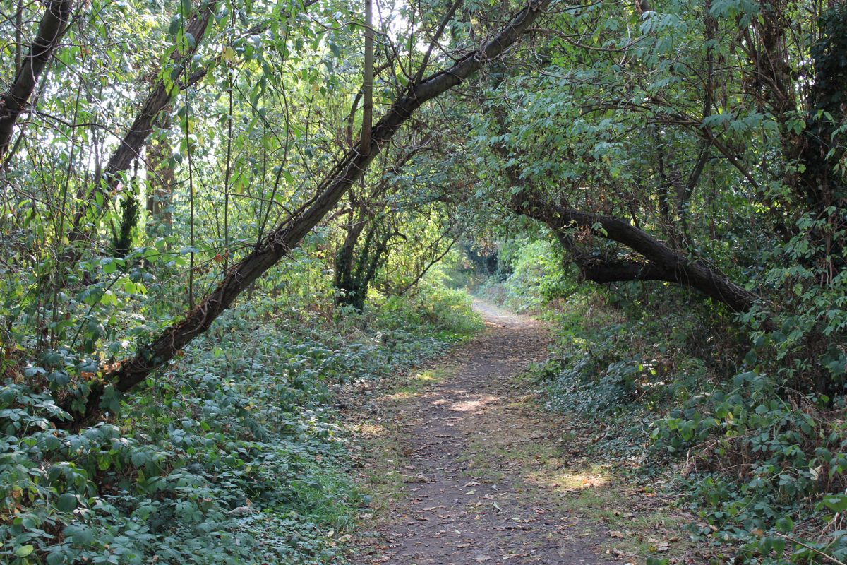 An unpaved path on the Horniman Nature Trail