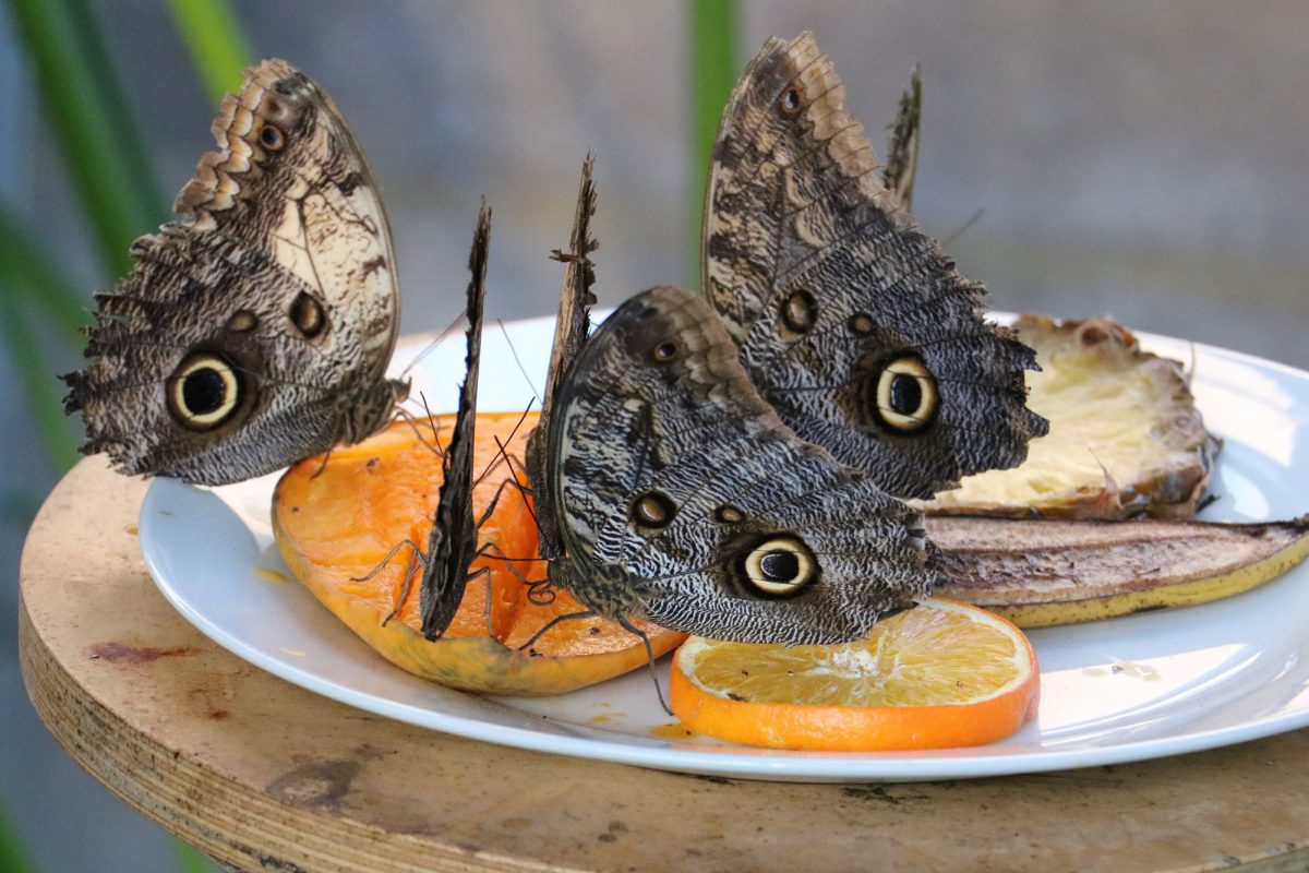 A group of brown butterflies on fruit