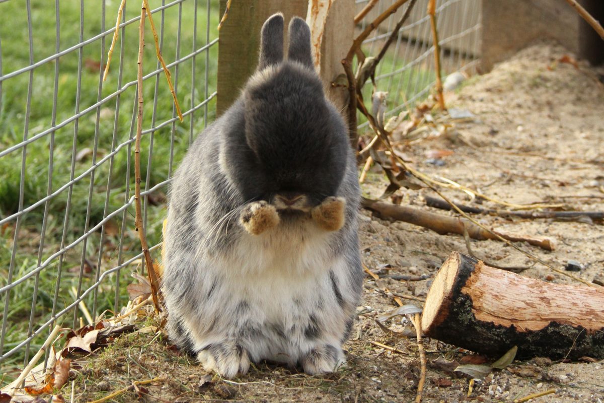 A small grey rabbit