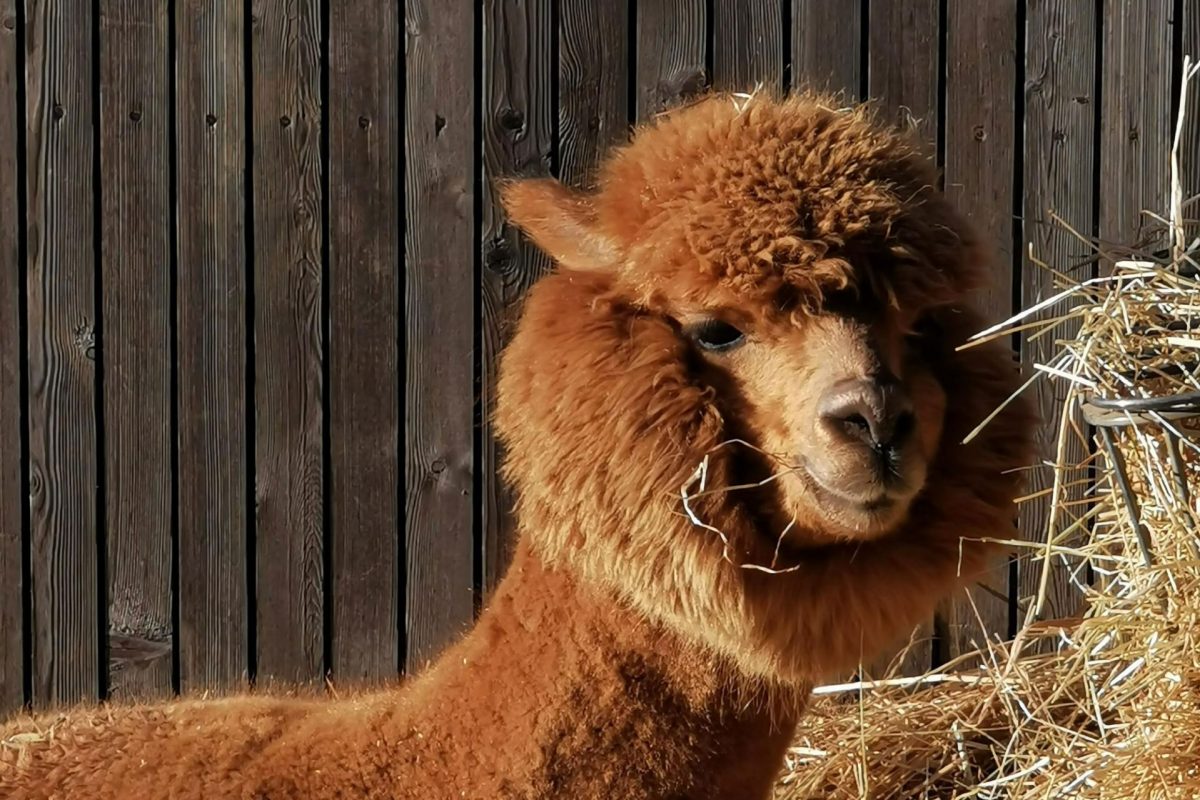 A tan alpaca