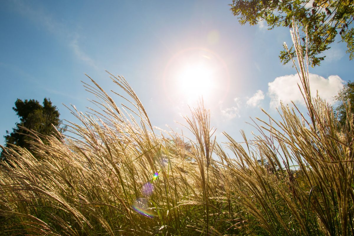 The tops of grasses in summer