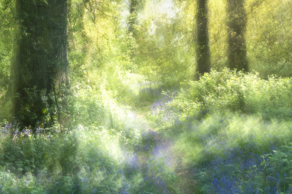 woods filled with bluebell flowers