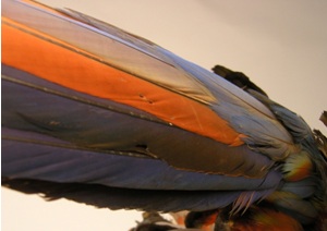 A taxidermy macaw wing