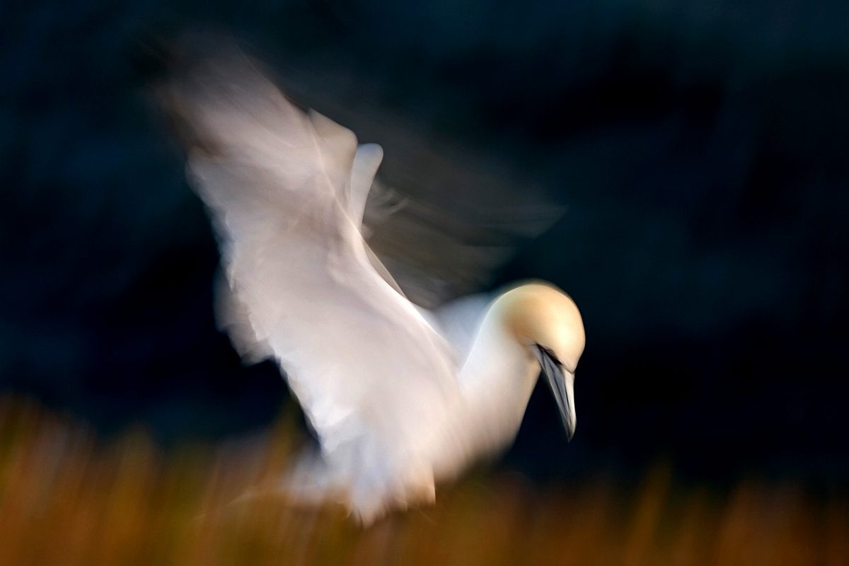 blurred white gannet