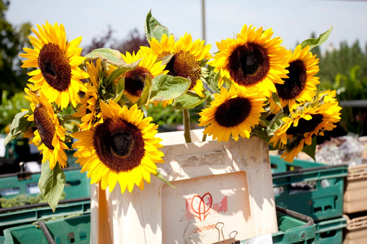 A plastic box filled with big yellow sunflowers