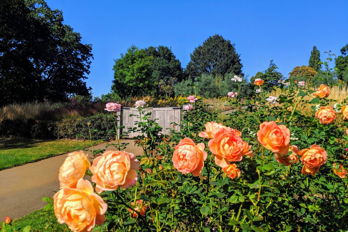 Big blooming peach roses in a flower bed